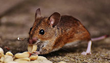 24 Hour & Emergency Exterminators in Eureka Spgs, AR